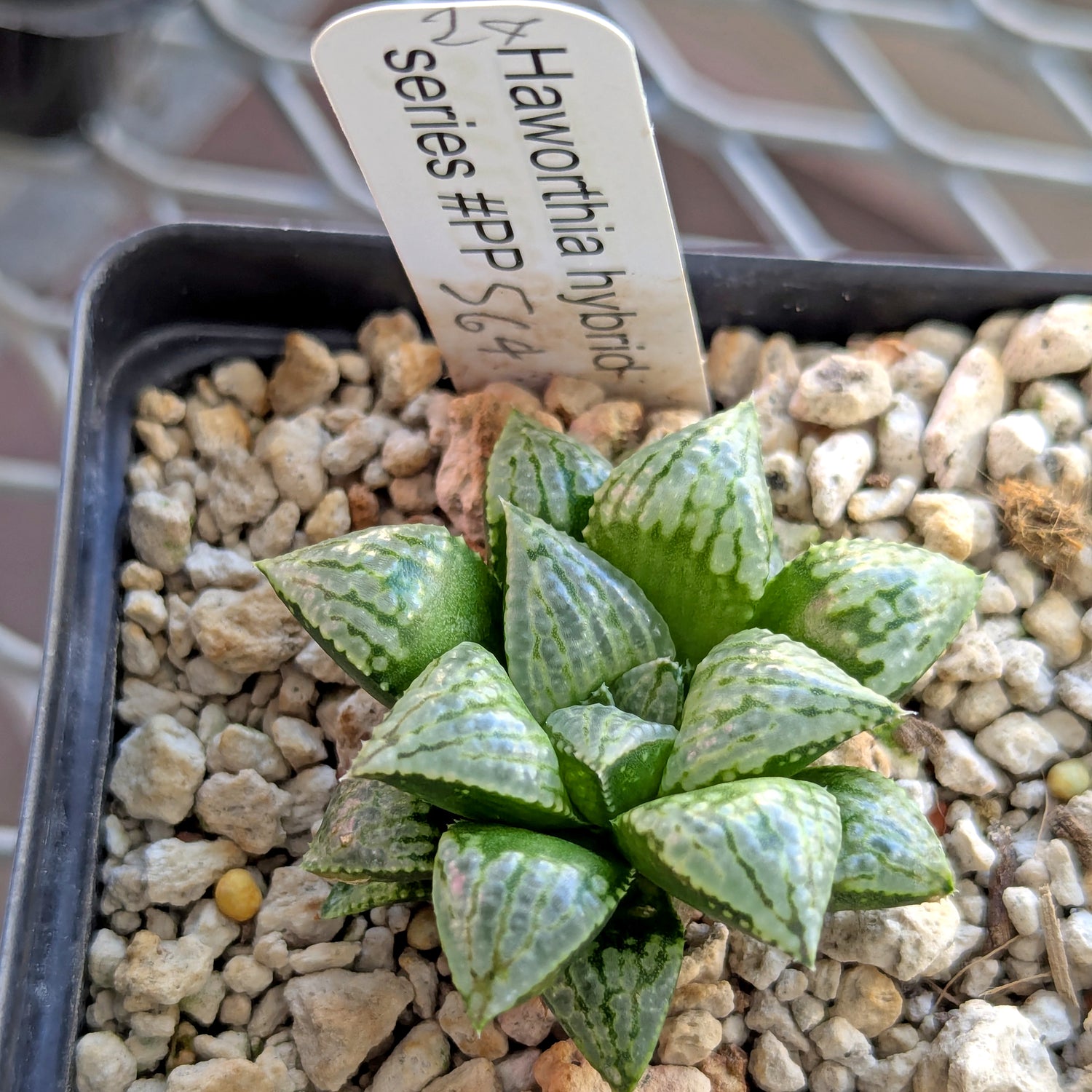 Haworthia hybrid series PP564 #23