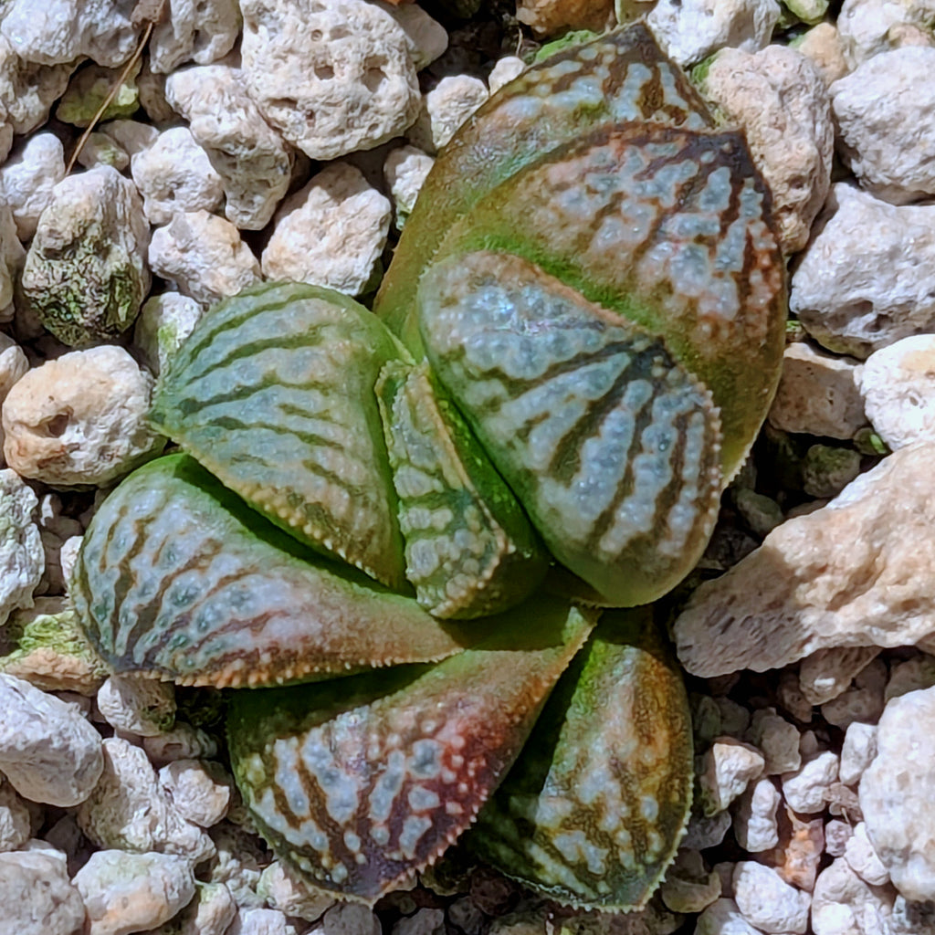 Haworthia PP639 hybrid series #24