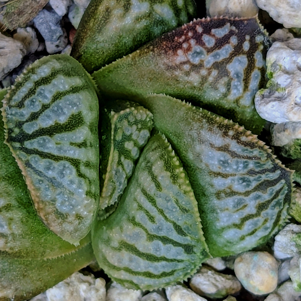 Haworthia PP639 hybrid series #24