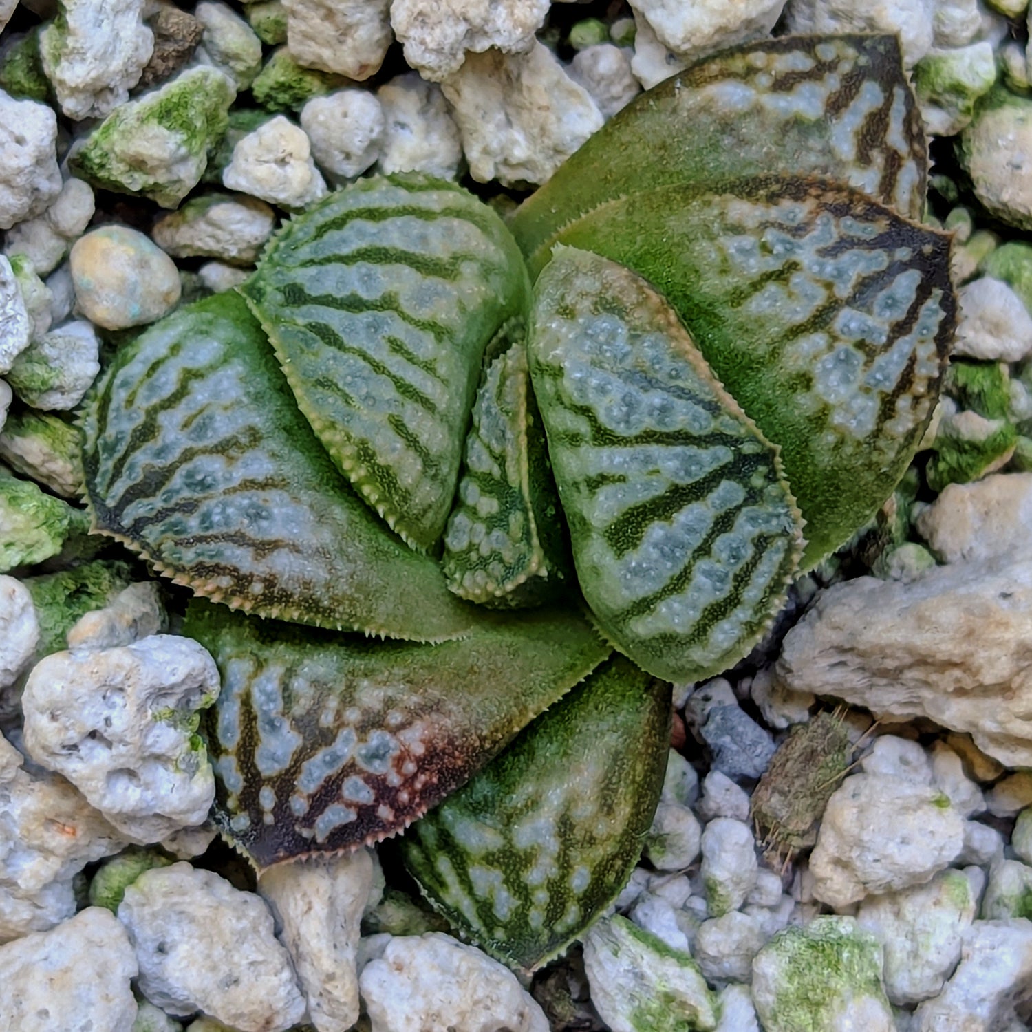 Haworthia PP639 hybrid series #24