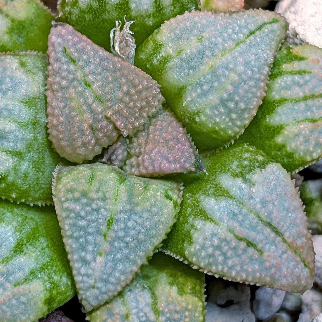 Haworthia hybrid series PP514 #24