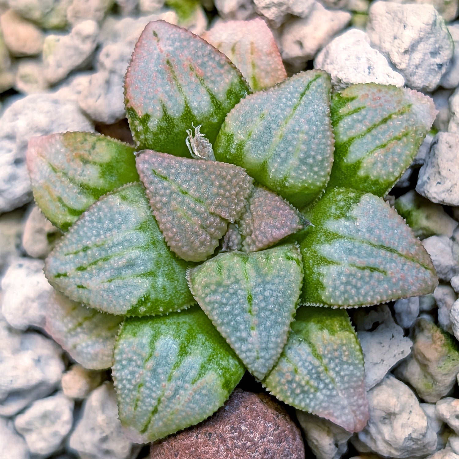 Haworthia hybrid series PP514 #24