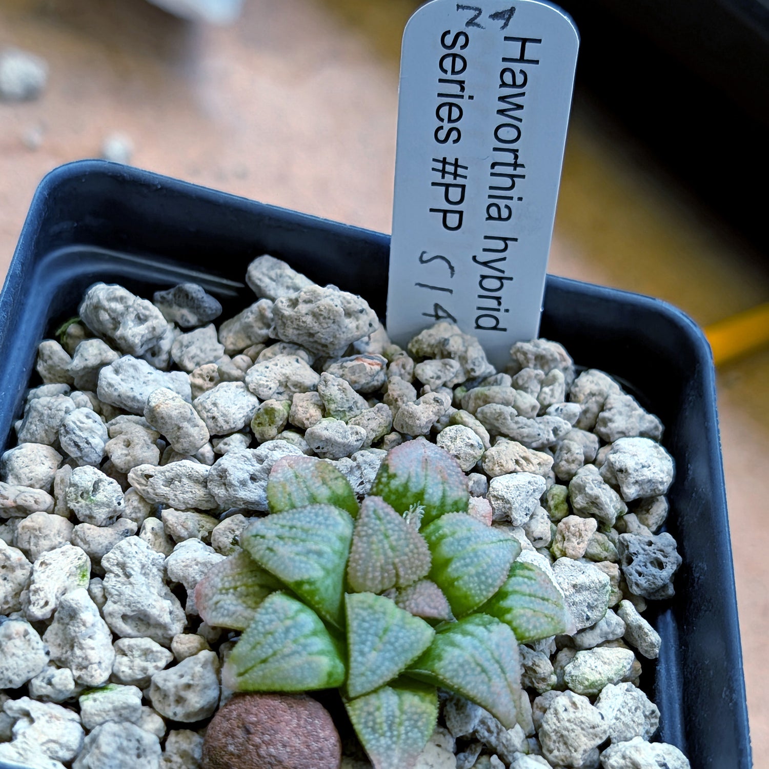 Haworthia hybrid series PP514 #24