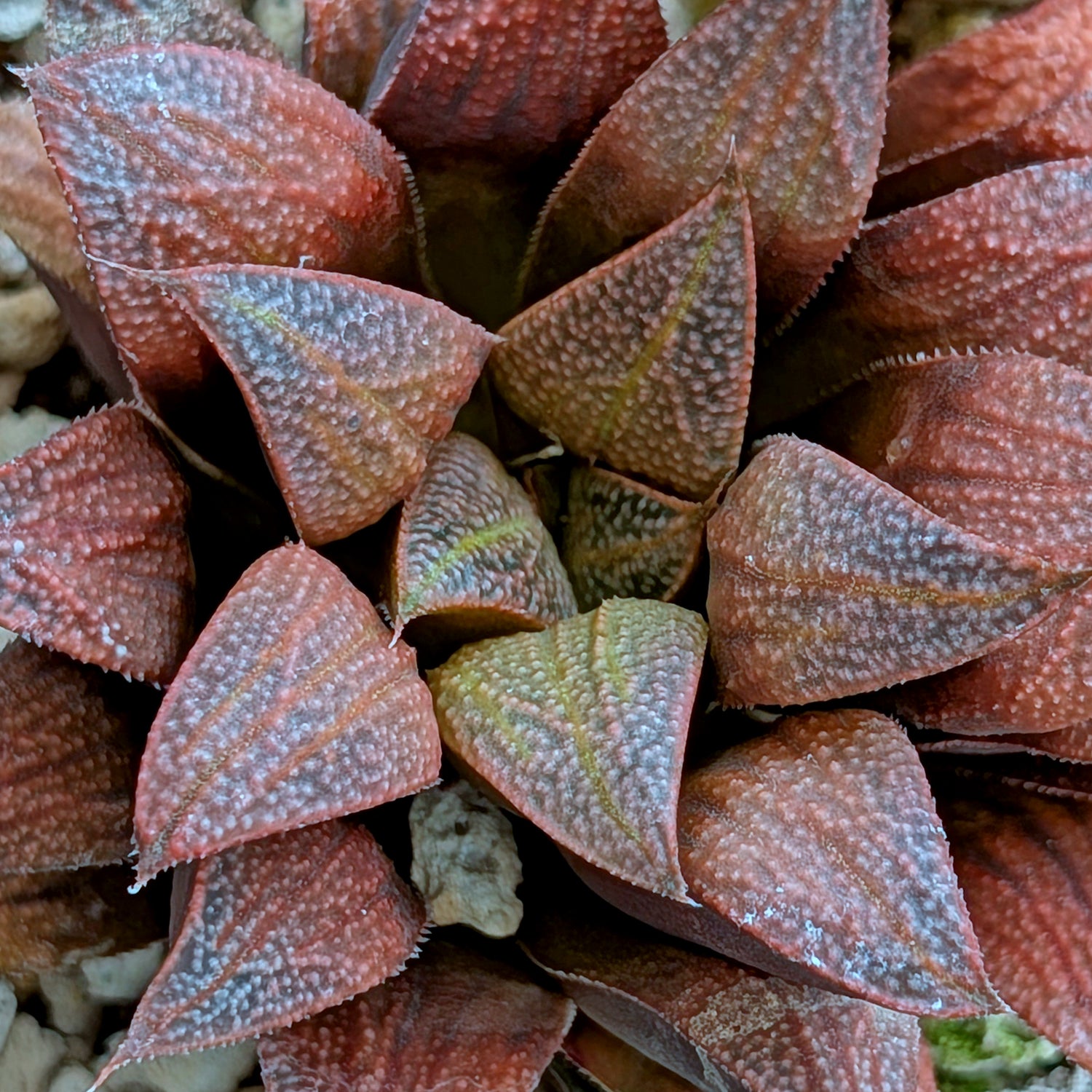 Haworthia hybrid series PP519 #124