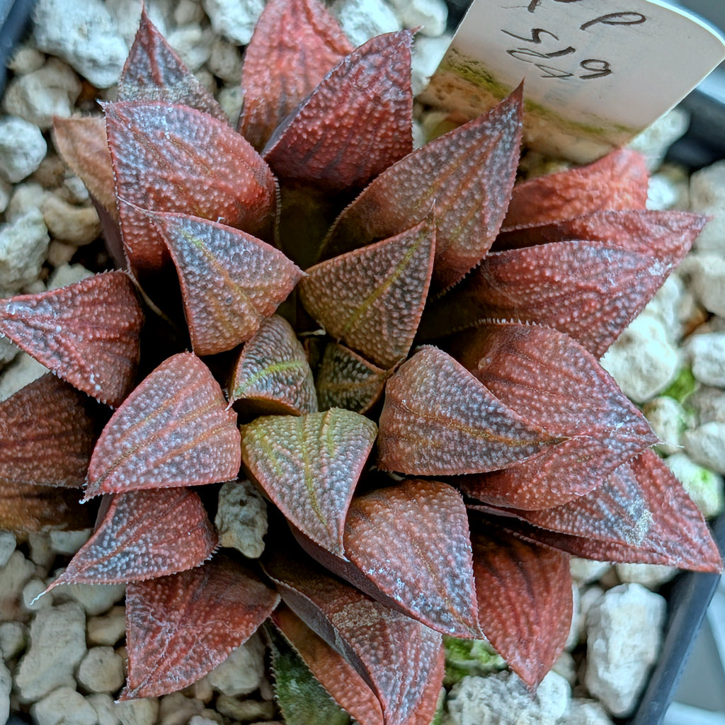 Haworthia hybrid series PP519 #124