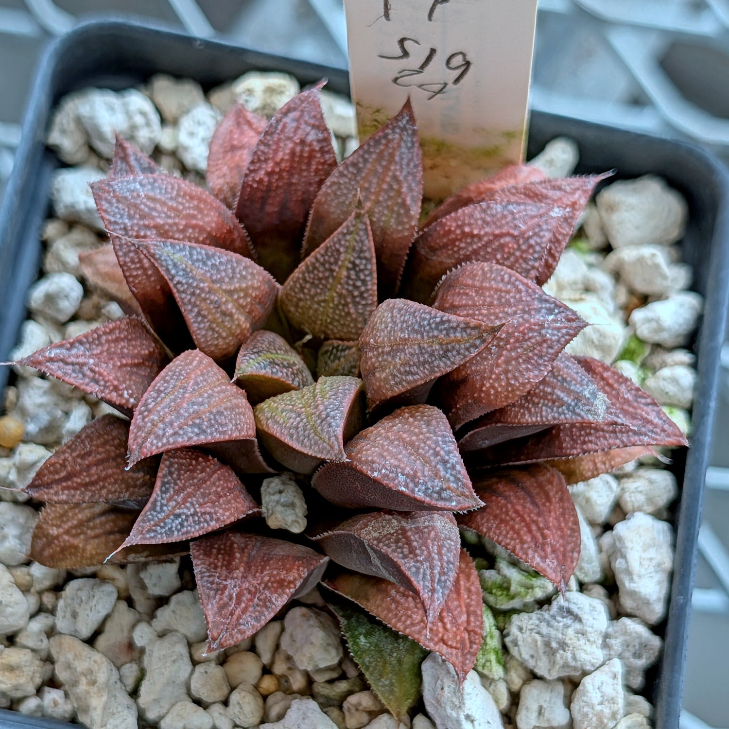 Haworthia hybrid series PP519 #124