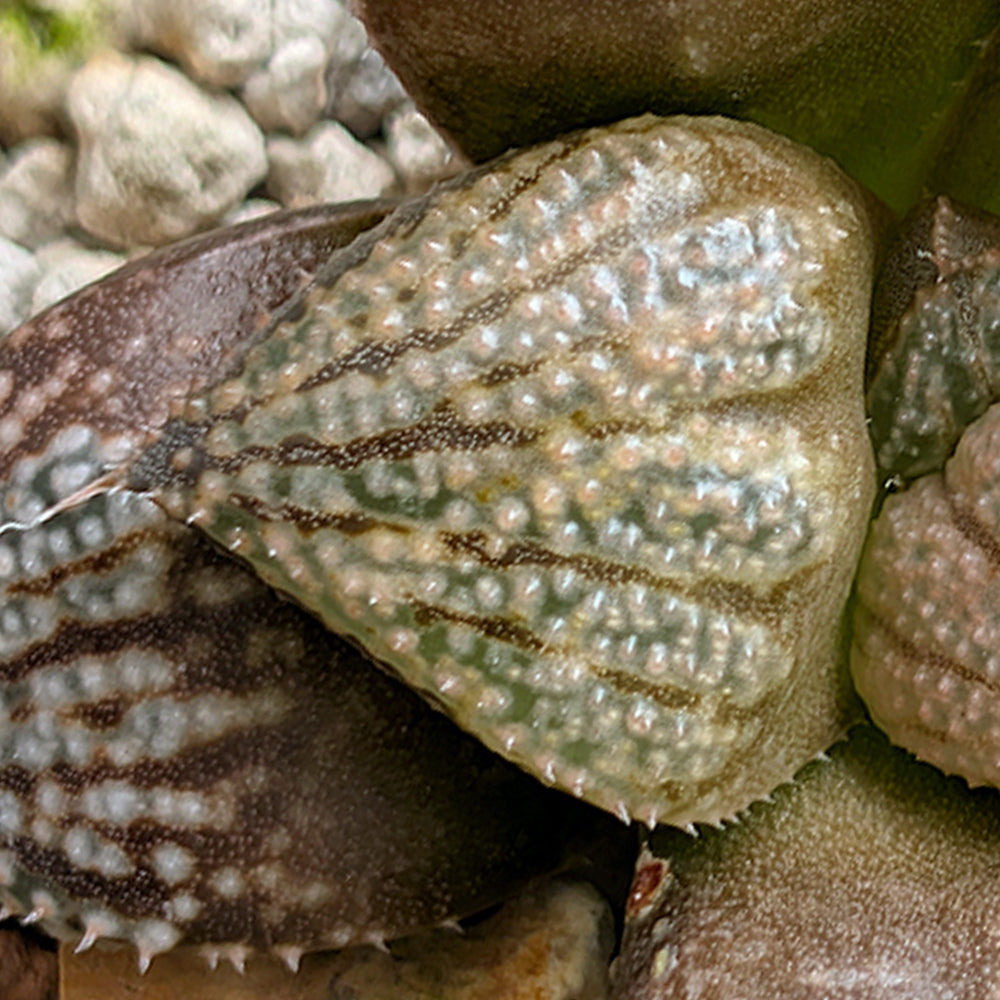 Haworthia "TetraTreasures" PP634 hybrid series #24