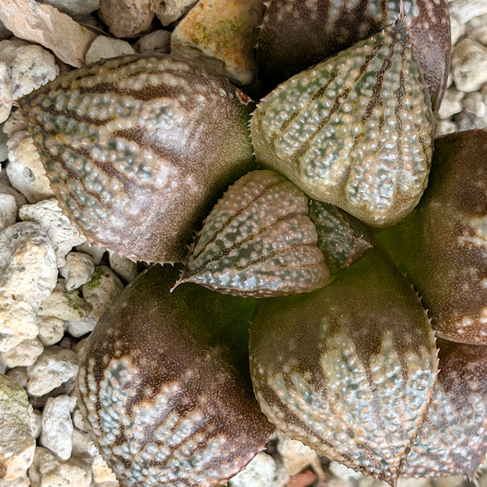 Haworthia "TetraTreasures" PP634 hybrid series #24