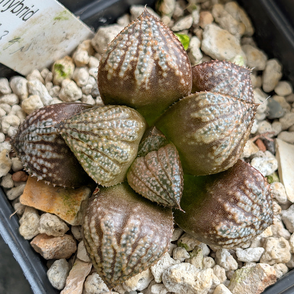 Haworthia "TetraTreasures" PP634 hybrid series #24