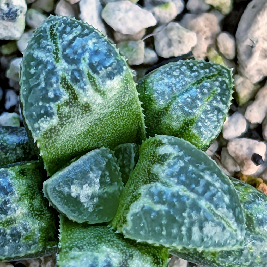 Haworthia PP669 hybrid series #24