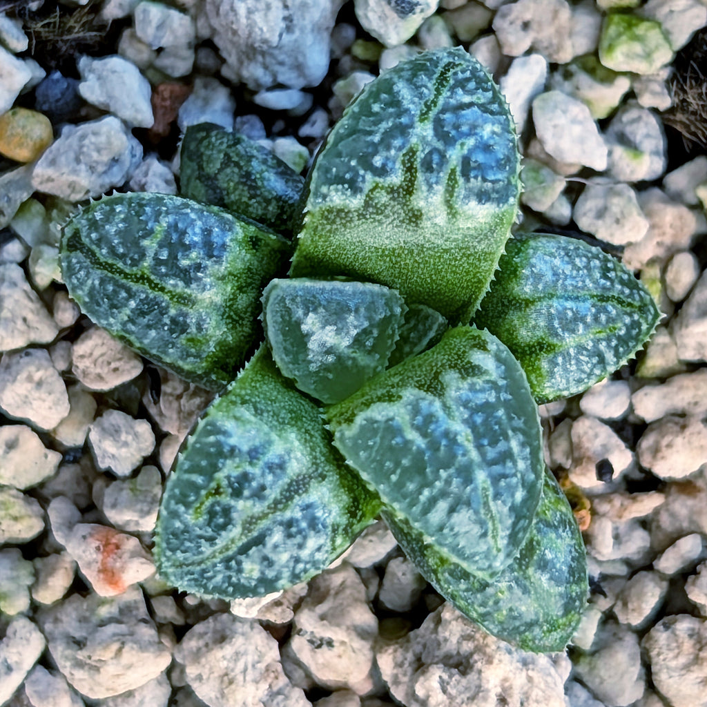 Haworthia PP669 hybrid series #24