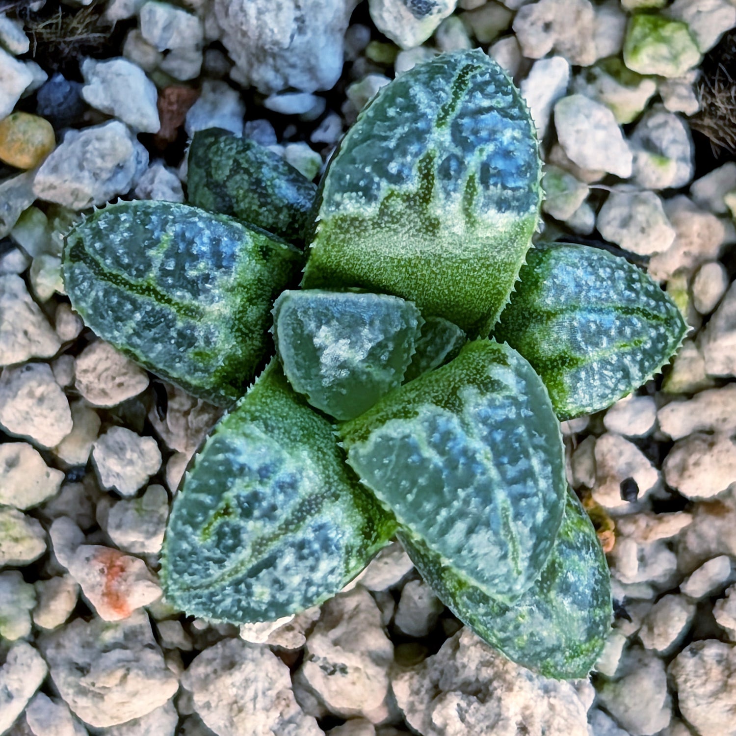Haworthia PP669 hybrid series #24