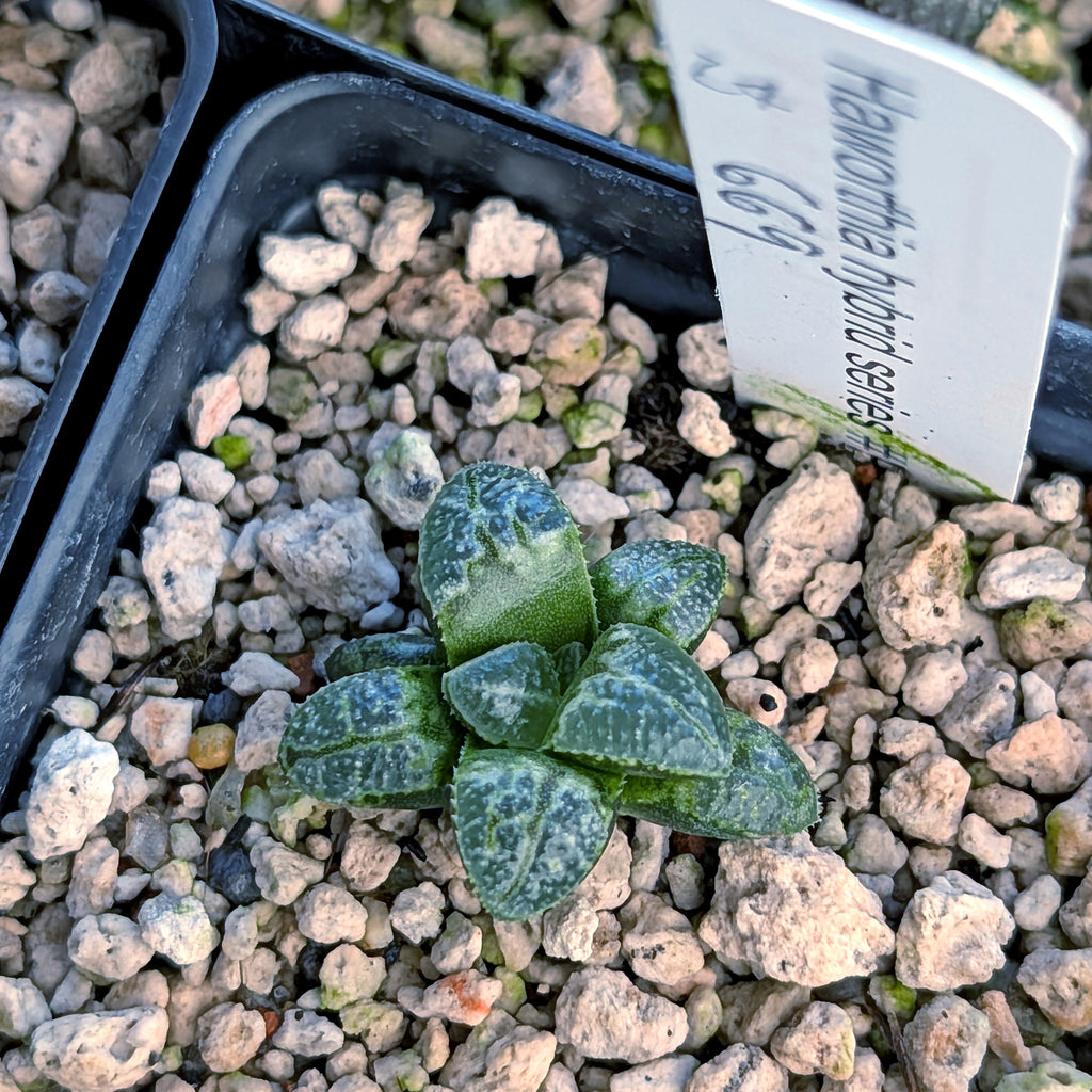 Haworthia PP669 hybrid series #24