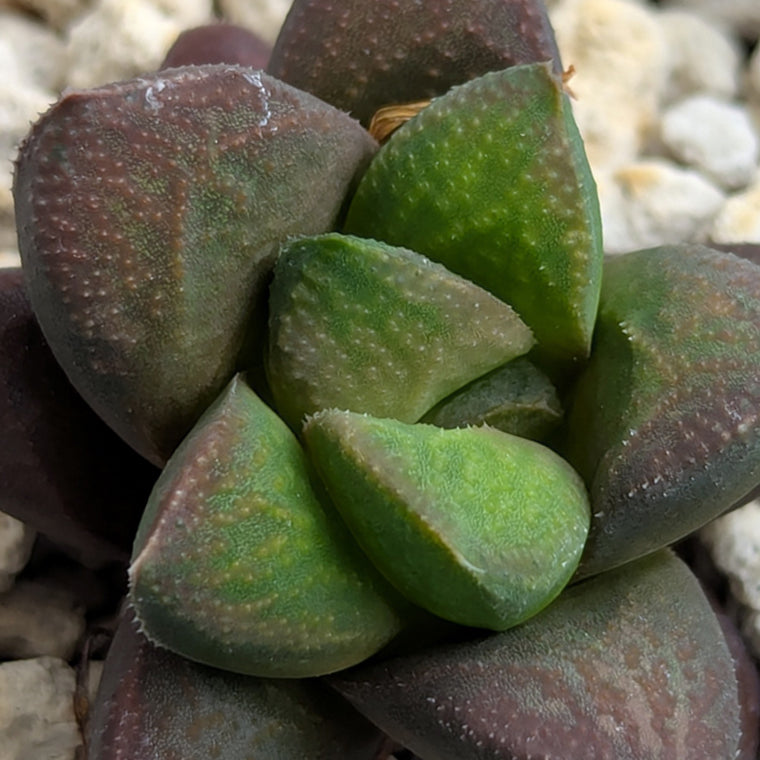 Haworthia PP576 hybrid series #25
