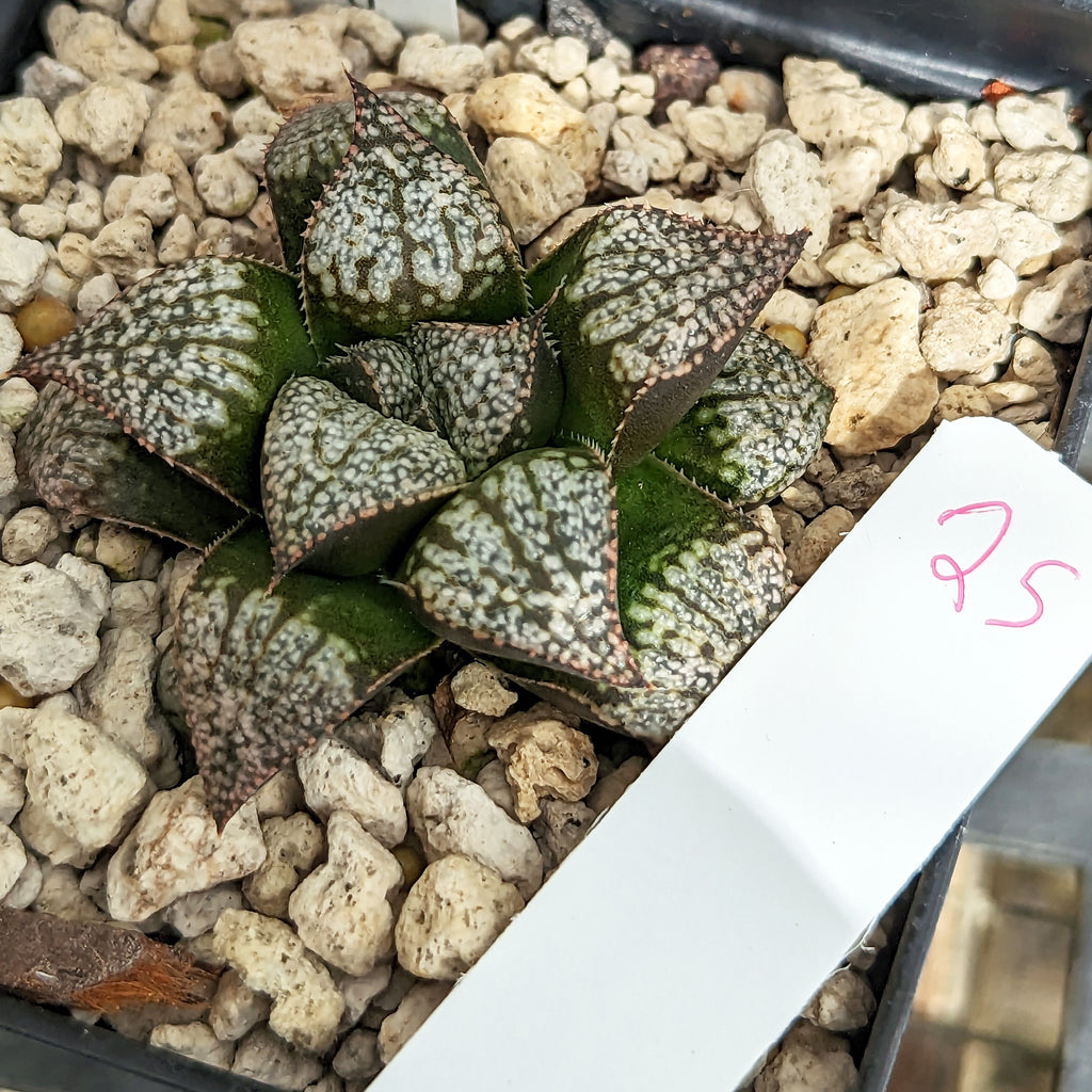 Haworthia "PP332" picta x Empress hybrid series #25 SOLD OUT