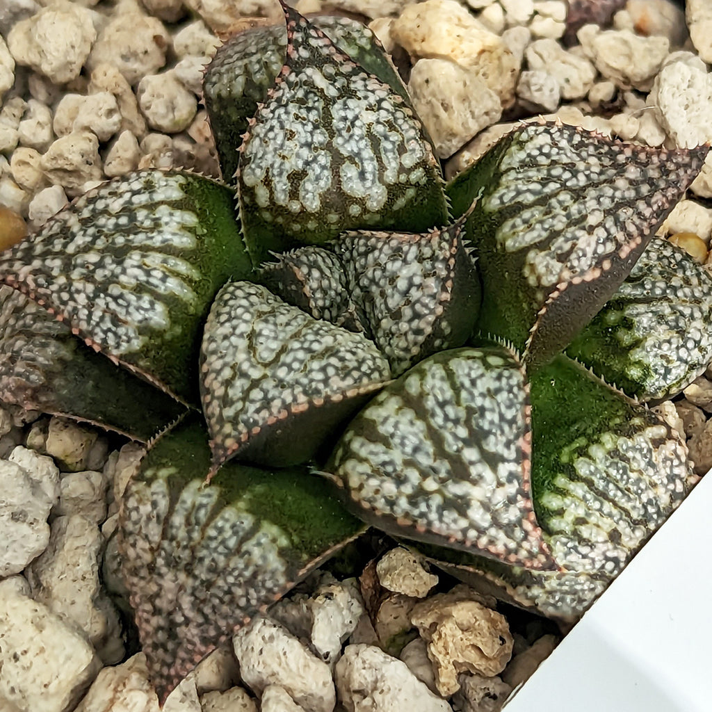 Haworthia "PP332" picta x Empress hybrid series #25 SOLD OUT