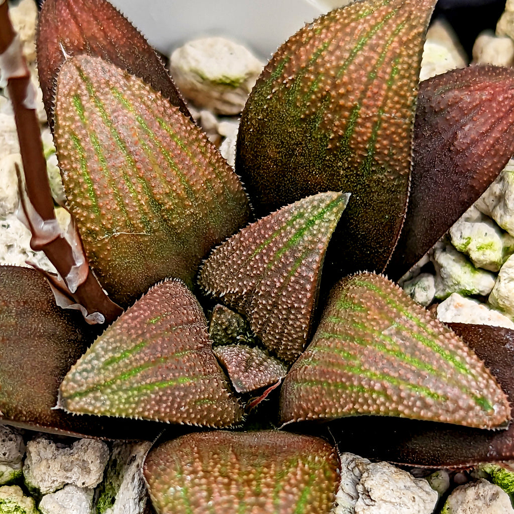 Haworthia hybrid series PP519 #26 SOLD OUT