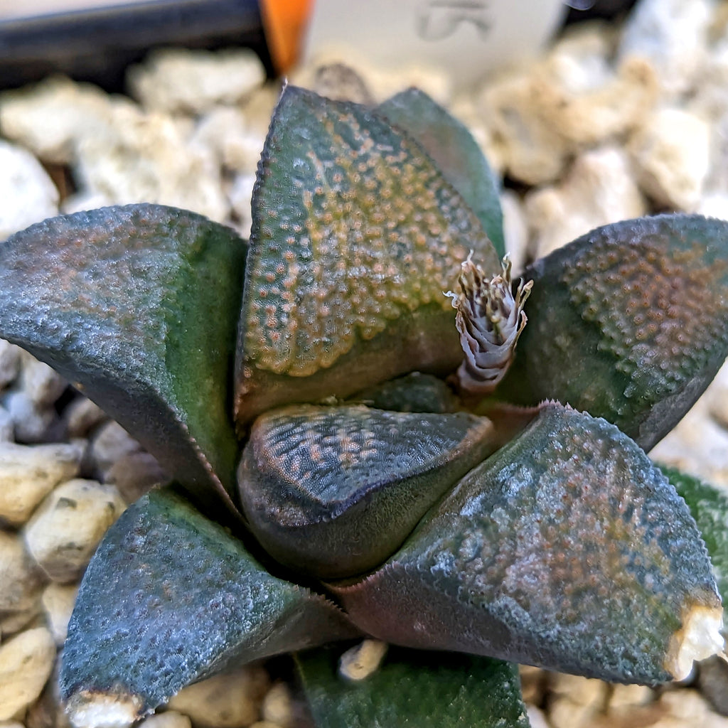 Haworthia  groenewaldii hybrid series PP415 #25 SOLD OUT