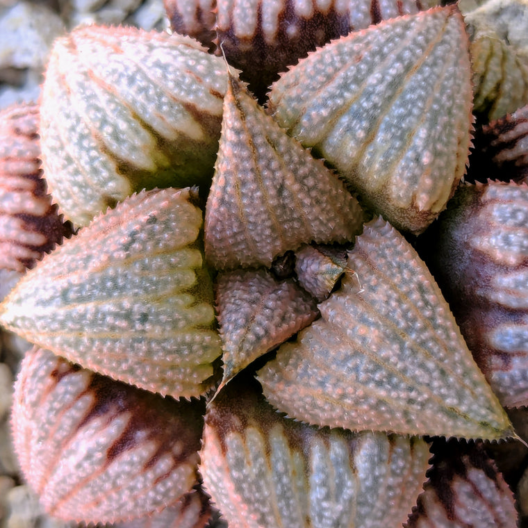 Haworthia 