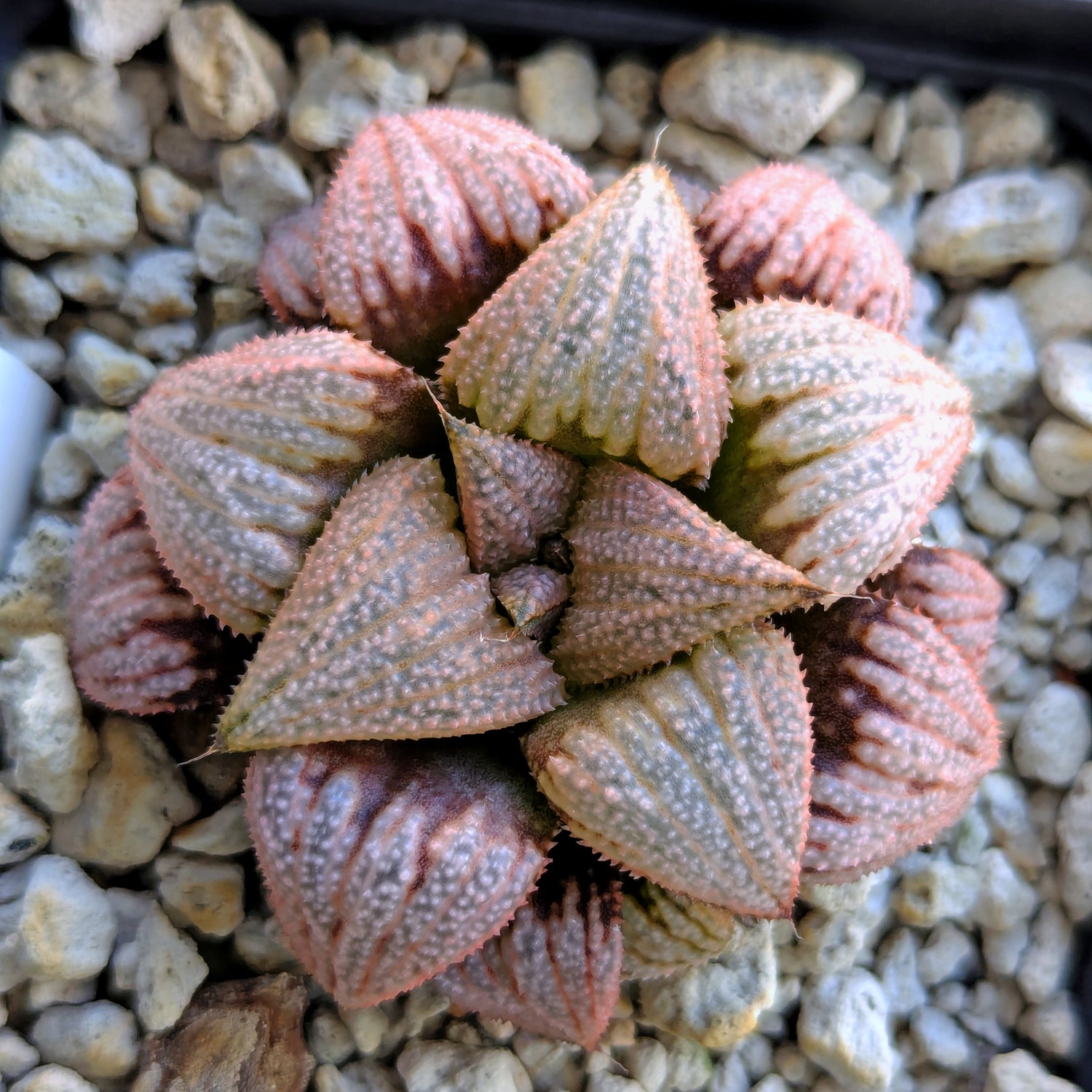 Haworthia "TetraTreasures" PP580 hybrid series #25