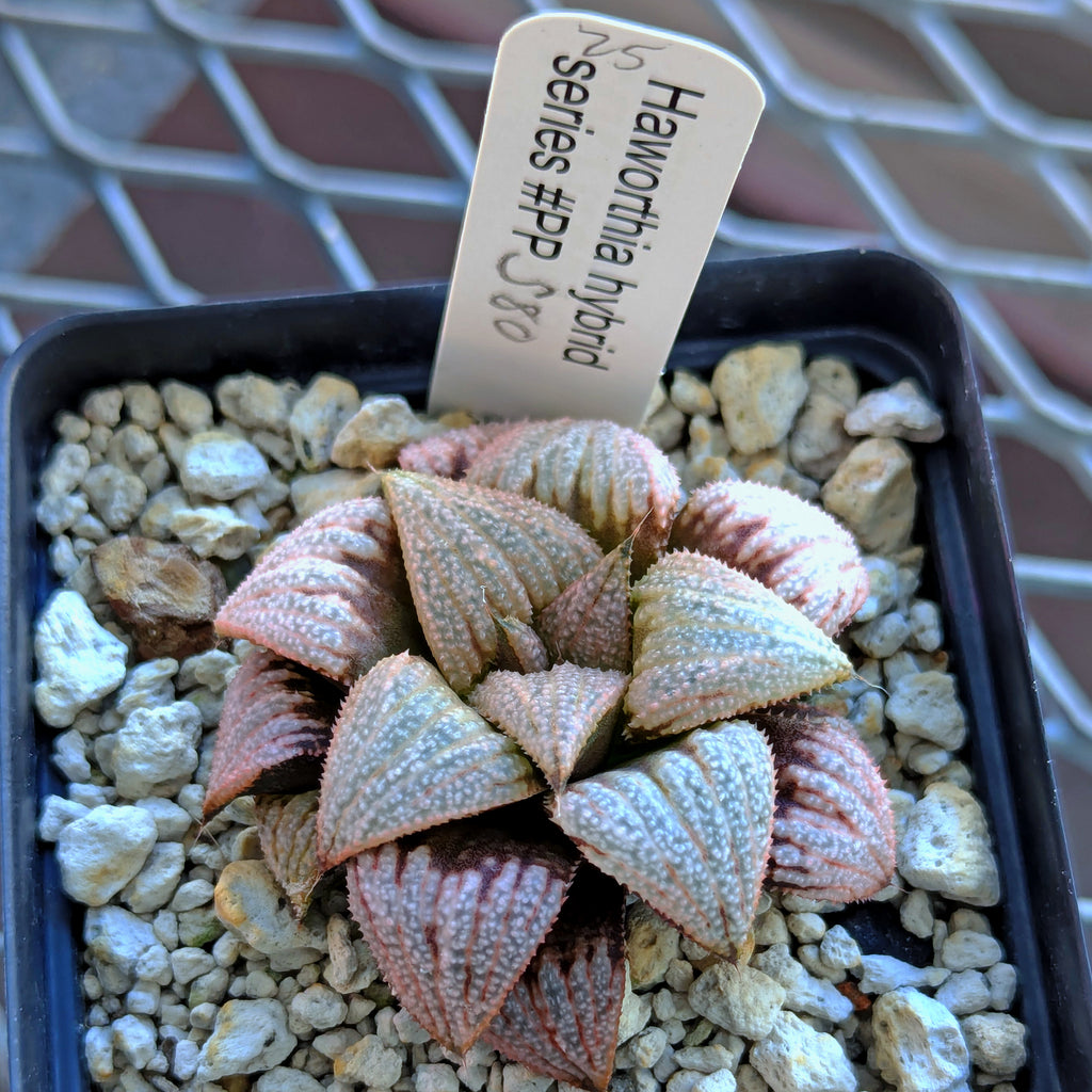 Haworthia "TetraTreasures" PP580 hybrid series #25