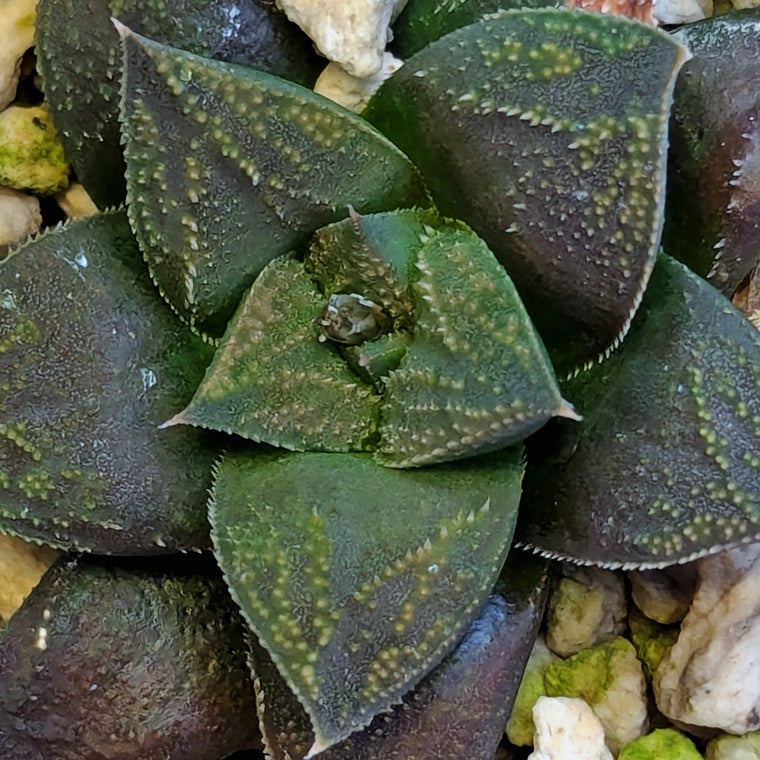 Haworthia PP574 hybrid series #25