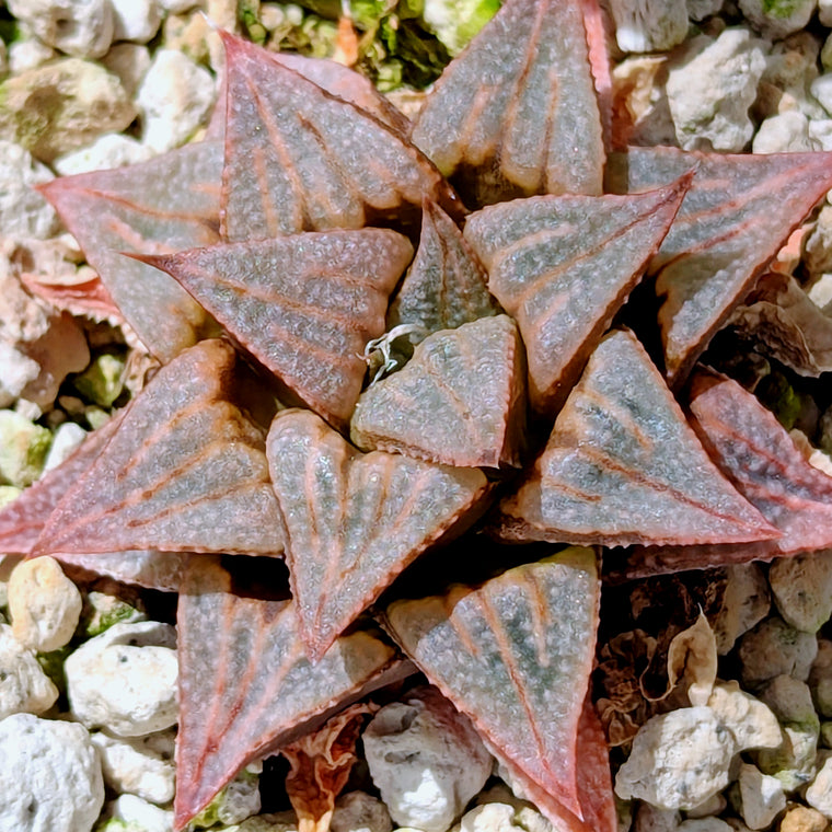Haworthia PP371 hybrid series #25