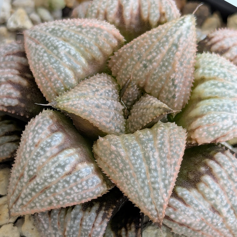Haworthia 