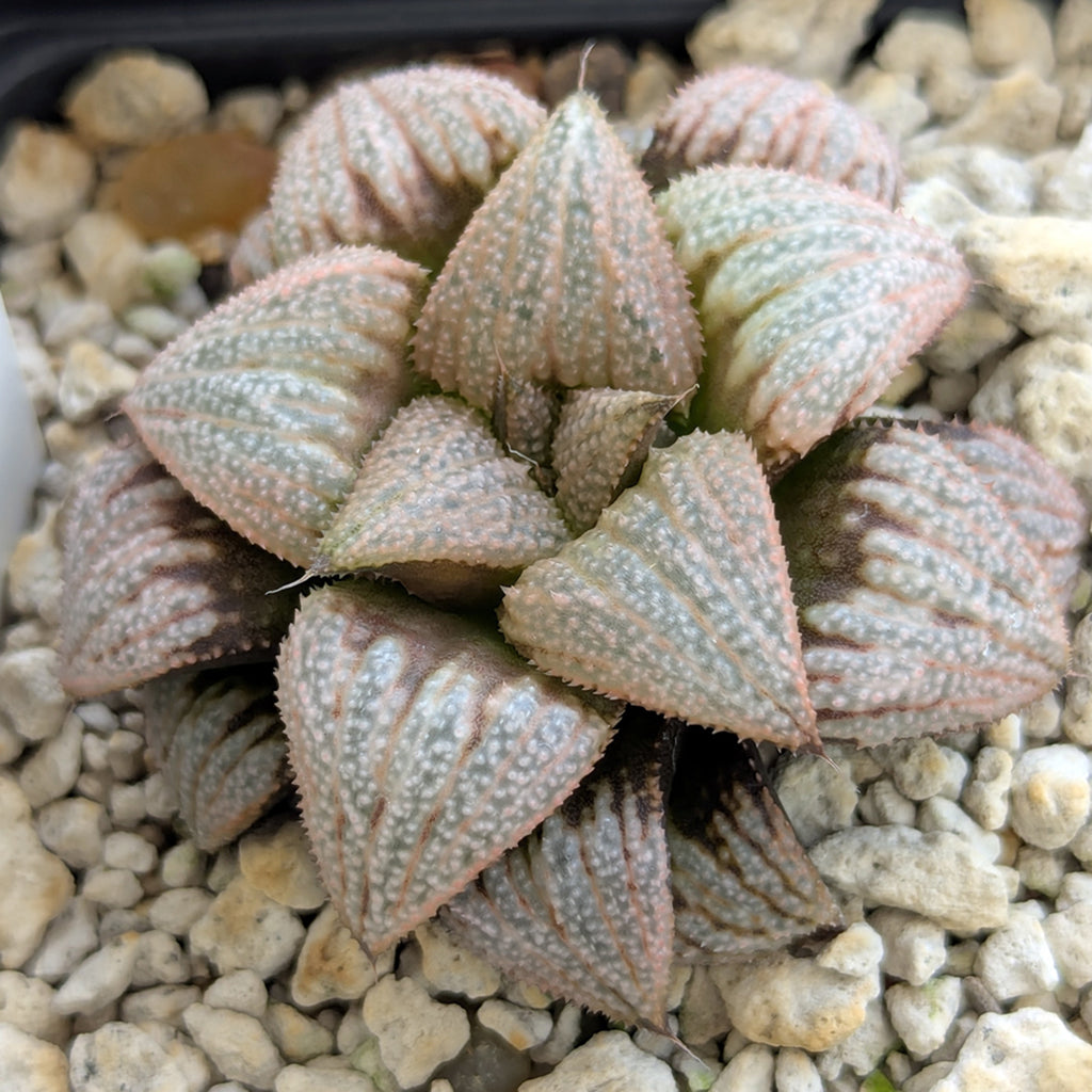 Haworthia "TetraTreasures" PP580 hybrid series #25