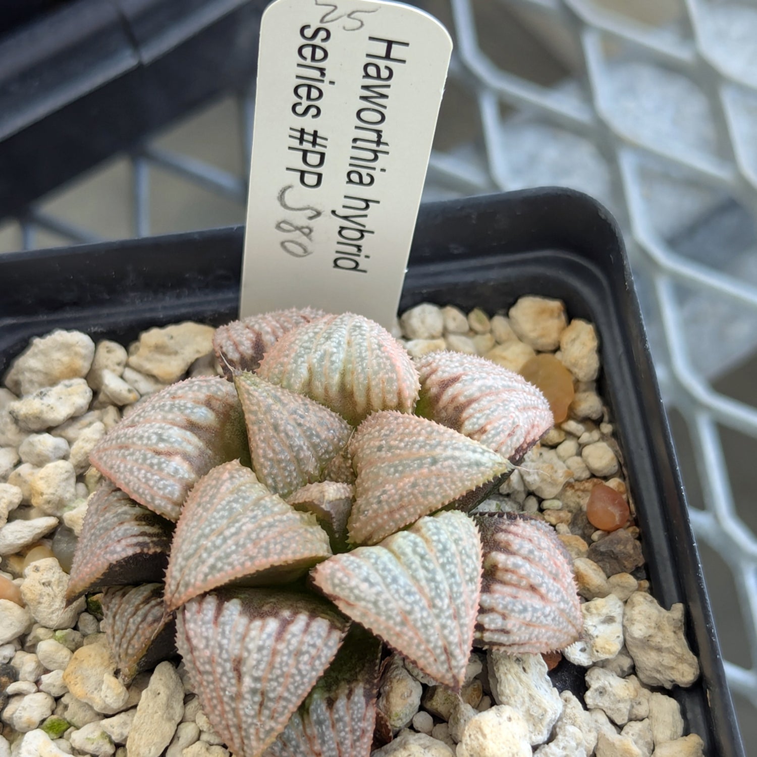 Haworthia "TetraTreasures" PP580 hybrid series #25