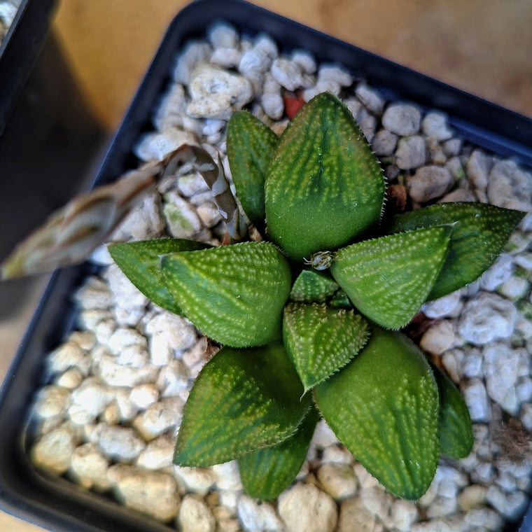 Haworthia  hybrid series PP619 #25