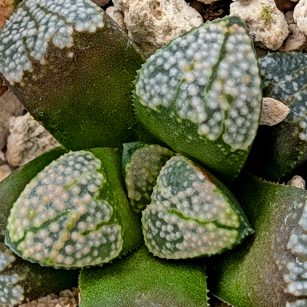 Haworthia "TetraTreasures" PP631 groenewaldii hybrid series #25