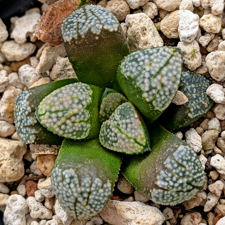 Haworthia 