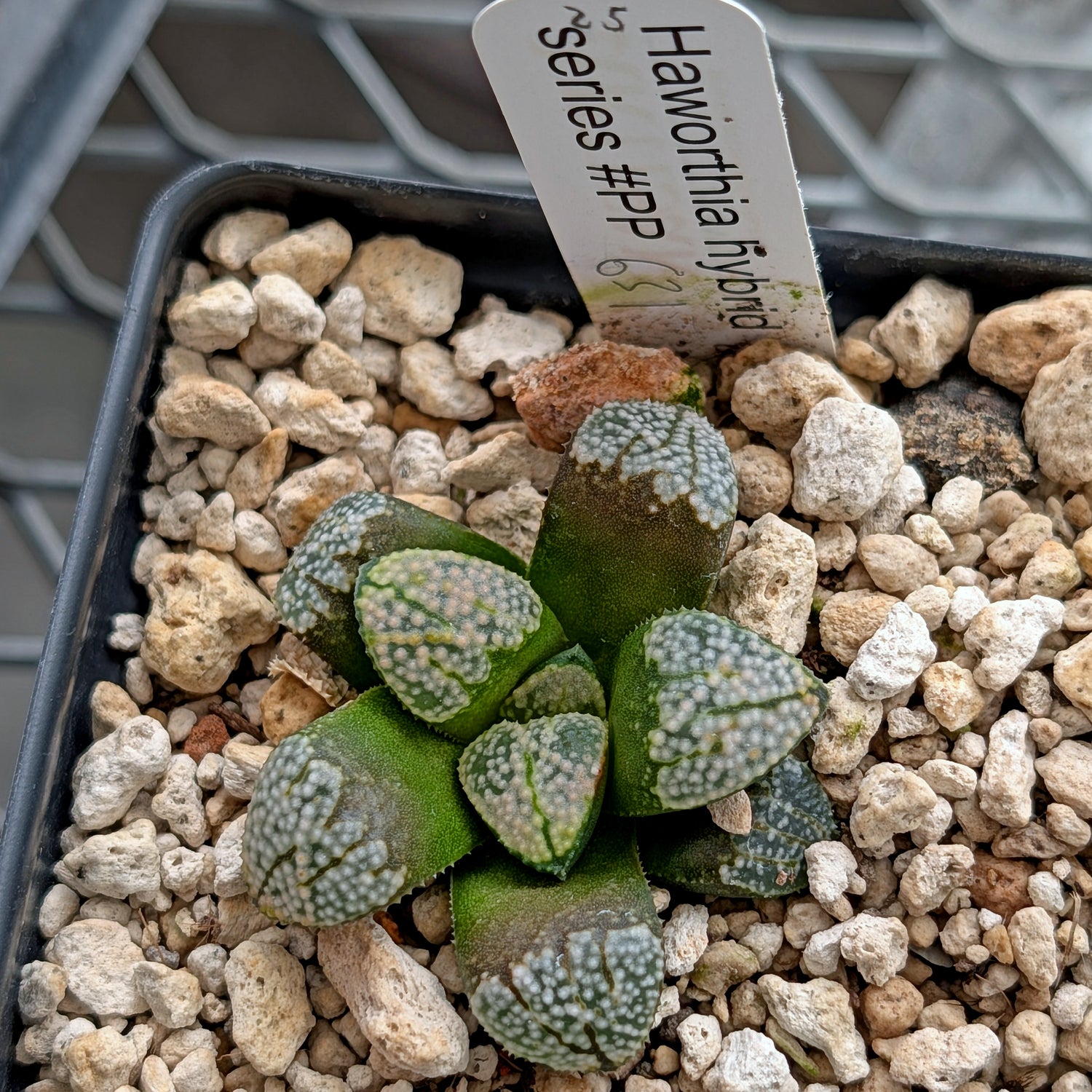 Haworthia "TetraTreasures" PP631 groenewaldii hybrid series #25