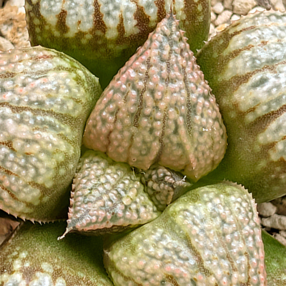 Haworthia "TetraTreasures" PP634 hybrid series #25