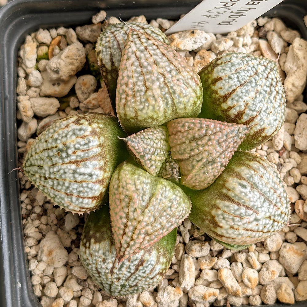 Haworthia "TetraTreasures" PP634 hybrid series #25