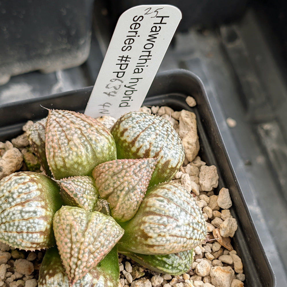Haworthia "TetraTreasures" PP634 hybrid series #25