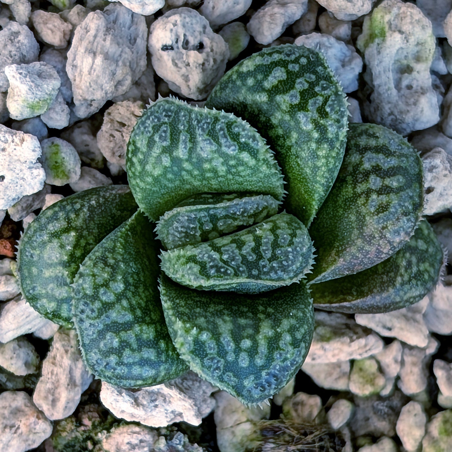 Haworthia PP669 hybrid series #25