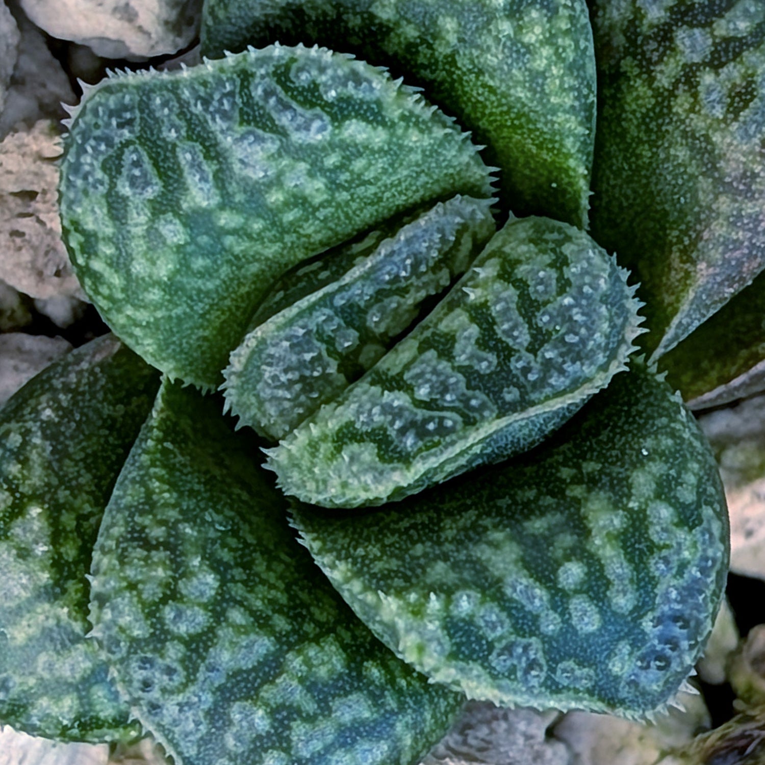 Haworthia PP669 hybrid series #25