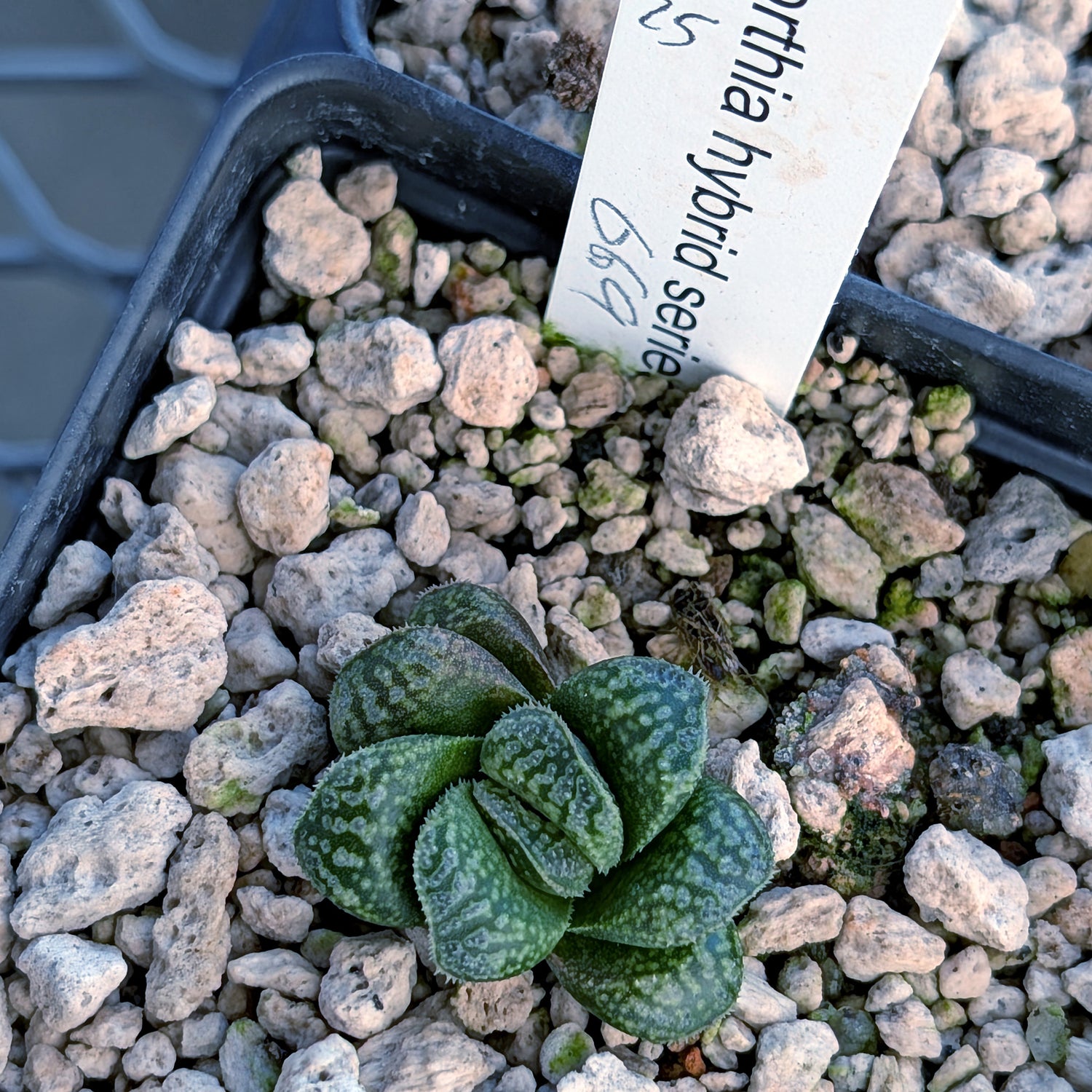 Haworthia PP669 hybrid series #25