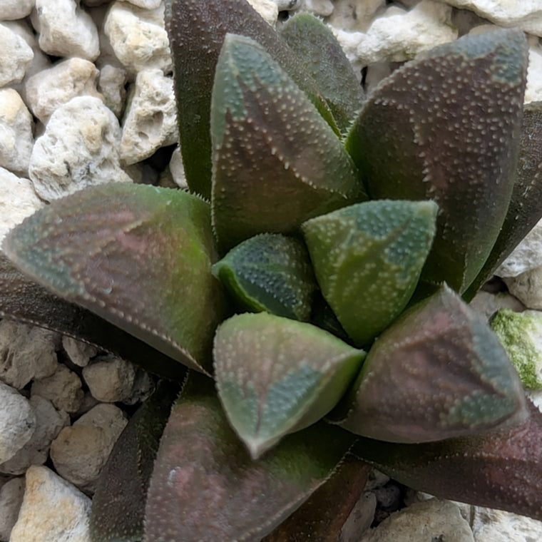 Haworthia PP576 hybrid series #26