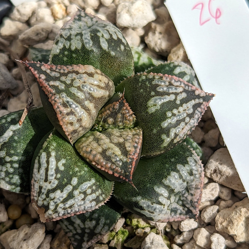Haworthia "PP332" picta x Empress hybrid series #26 SOLD OUT