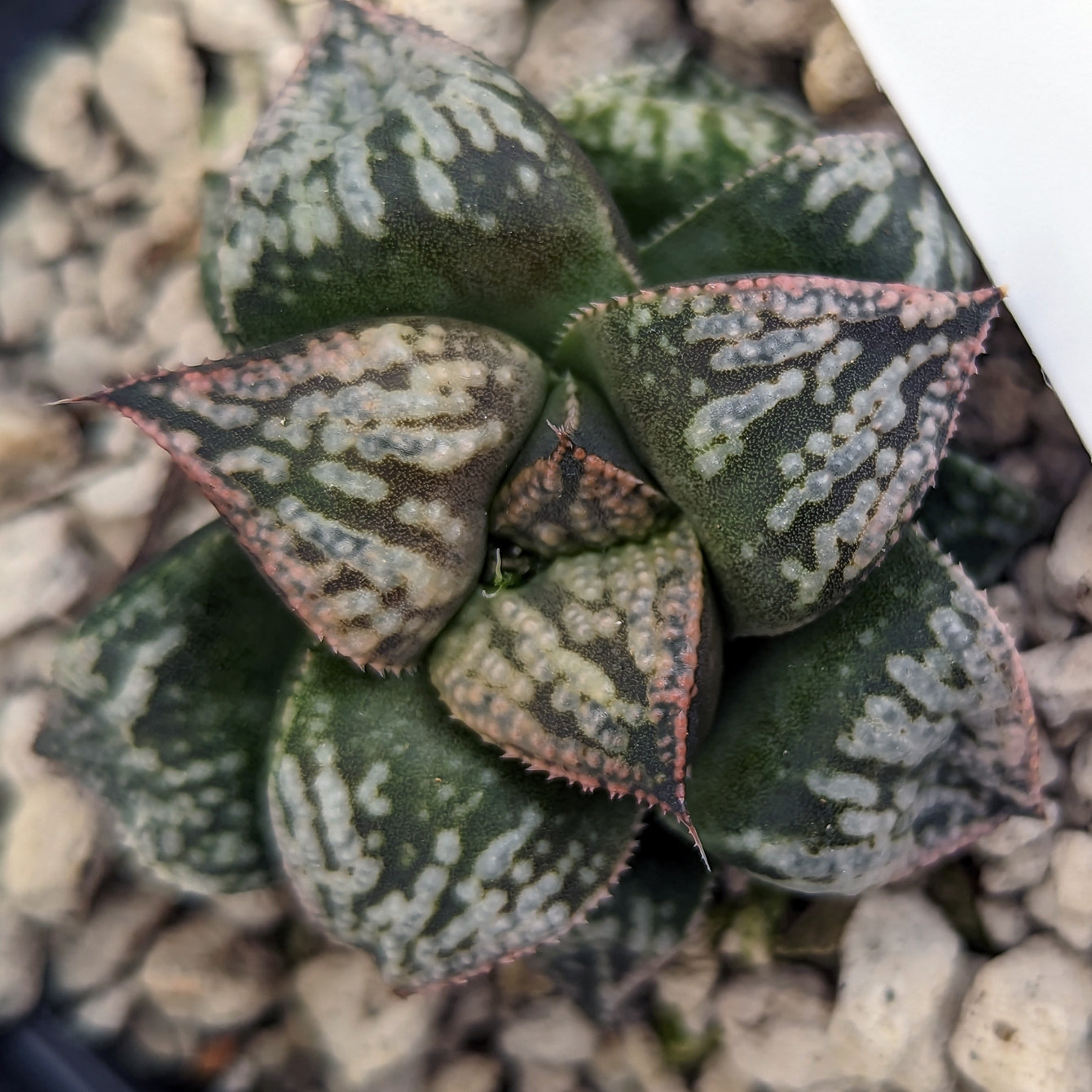 Haworthia "PP332" picta x Empress hybrid series #26 SOLD OUT