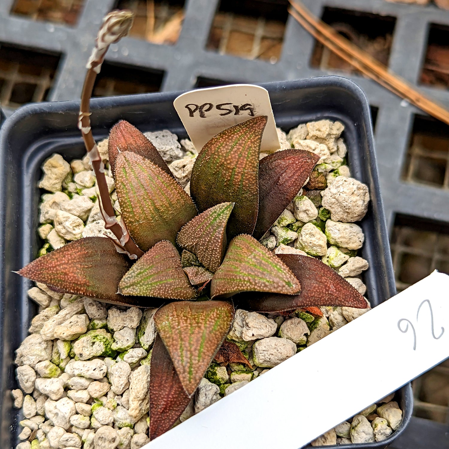 Haworthia hybrid series PP519 #26 SOLD OUT