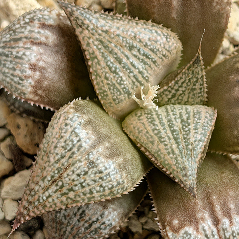 Haworthia "TetraTreasures" PP628 hybrid series #26