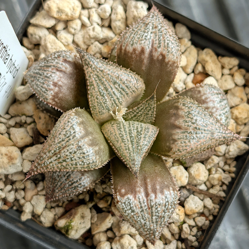 Haworthia "TetraTreasures" PP628 hybrid series #26