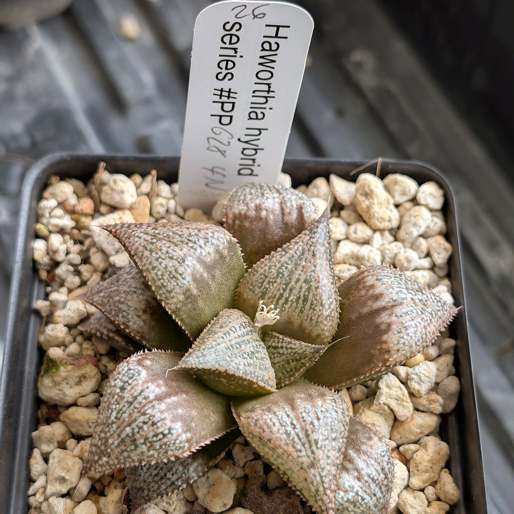 Haworthia "TetraTreasures" PP628 hybrid series #26