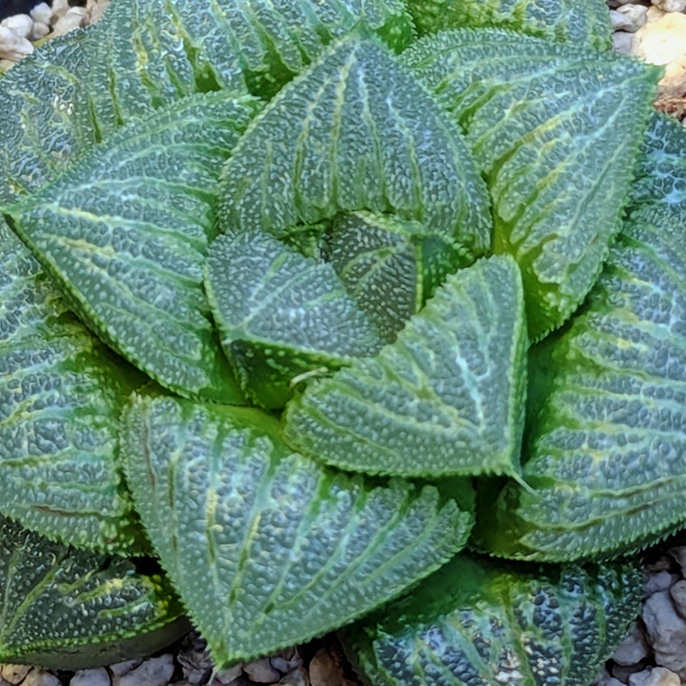 Haworthia PP326 hybrid series #26