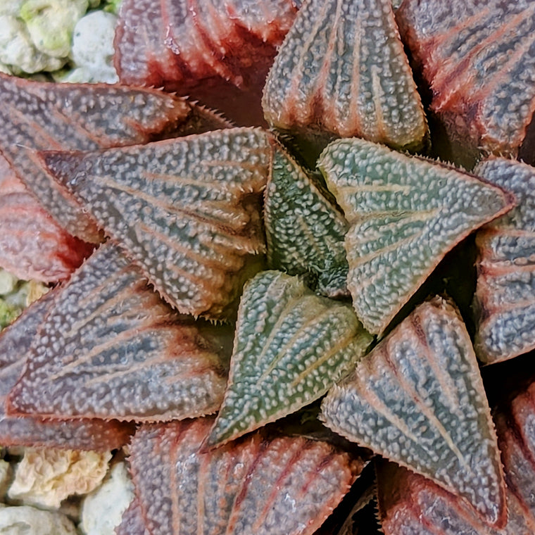 Haworthia PP371 hybrid series #26