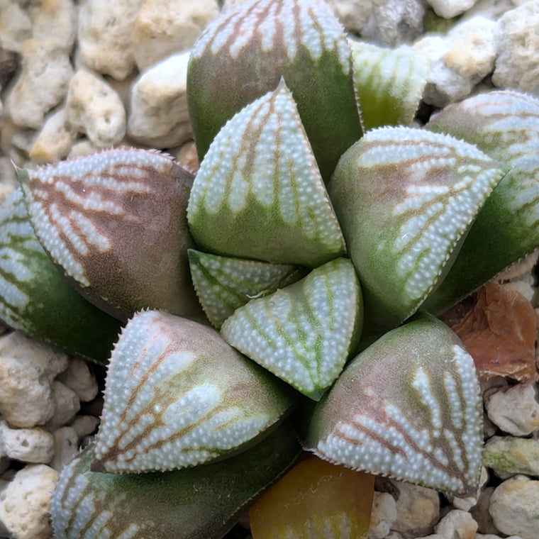 Haworthia hybrid series PP530 #26